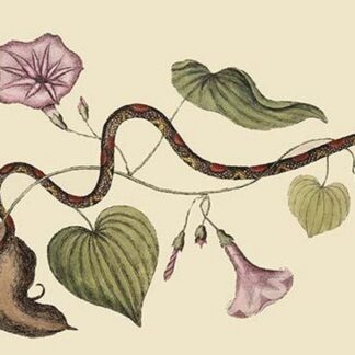 Bead Snake by Mark Catesby