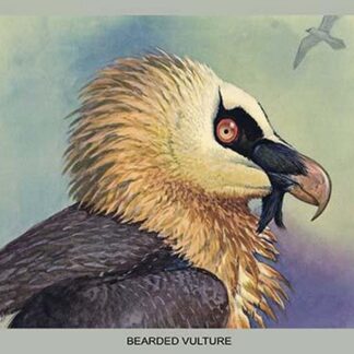 Bearded Vulture by Louis Agassiz Fuertes