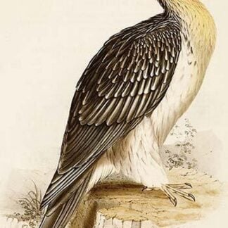 Bearded Vulture or Lemmer Geyer by John Gould