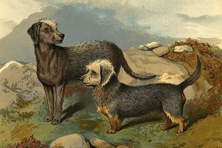 Bedlington & Dinmont Terriers by Vero Shaw