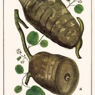 Bee Hives by Albertus Seba