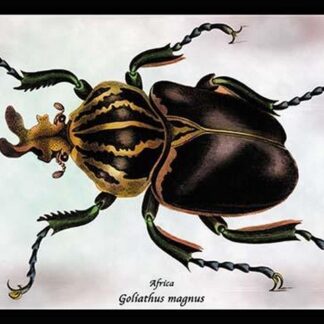 Beetle: African Goliathus Magnus by Sir William Jardine