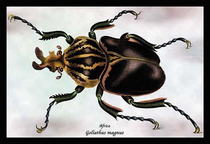 Beetle: African Goliathus Magnus by Sir William Jardine