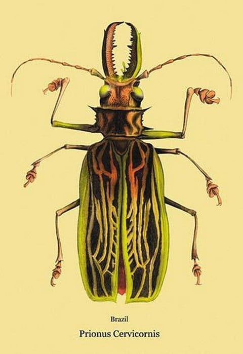 Beetle: Brazilian Prionus Cervicornis #2 by Sir William Jardine