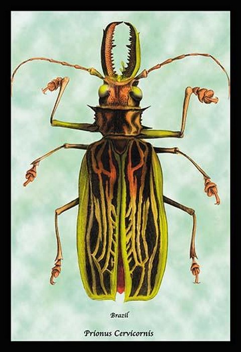 Beetle: Brazilian Prionus Cervicornis by Sir William Jardine