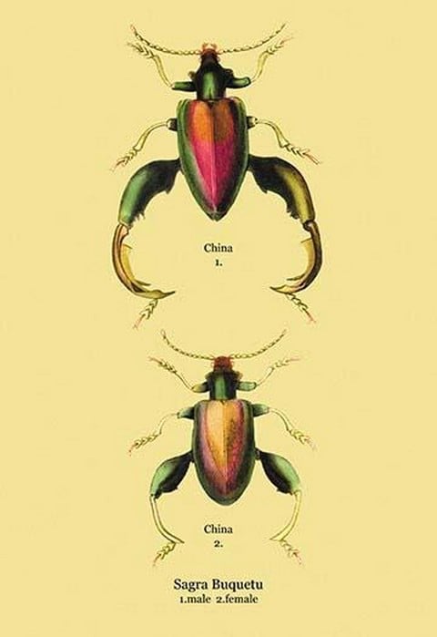 Beetle: Chinese Sagra Buquetu #2 by Sir William Jardine