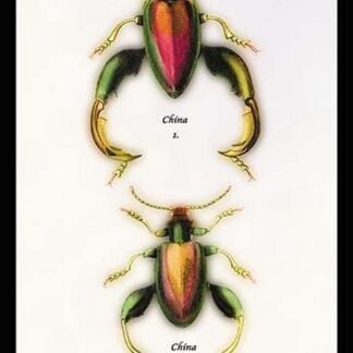 Beetle: Chinese Sagra Buquetu by Sir William Jardine