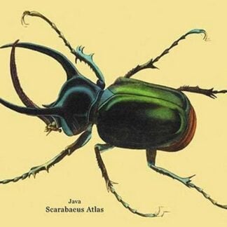 Beetle: Scarabaeus Atlas of Java #2 by Sir William Jardine