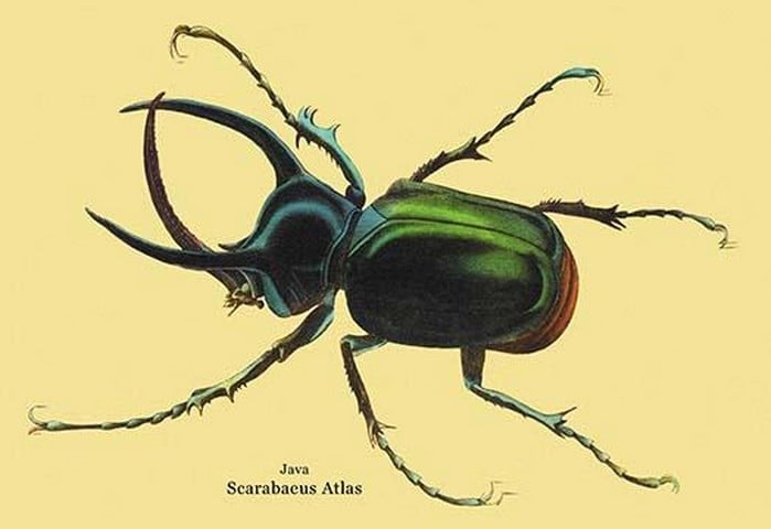 Beetle: Scarabaeus Atlas of Java #2 by Sir William Jardine