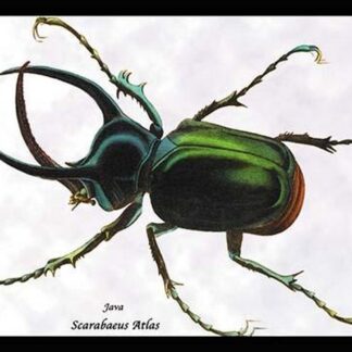 Beetle: Scarabaeus Atlas of Java by Sir William Jardine