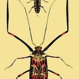 Beetles: Acrocinus Longimanus and Lamia Subocellata #2 by Sir William Jardine