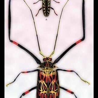 Beetles: Acrocinus Longimanus and Lamia Subocellata by Sir William Jardine