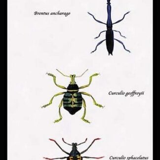 Beetles: Brentus Anchorago
