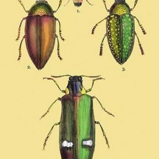 Beetles: Buprestis Chrysis B. Sternicornis