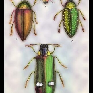 Beetles: Buprestis Chrysis B. Sternicornis