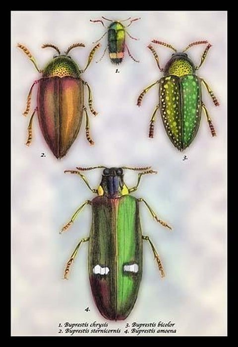 Beetles: Buprestis Chrysis B. Sternicornis