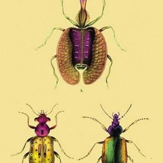 Beetles: Calosoma Sycophanta