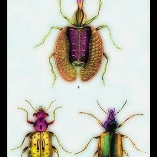 Beetles: Calosoma Sycophanta