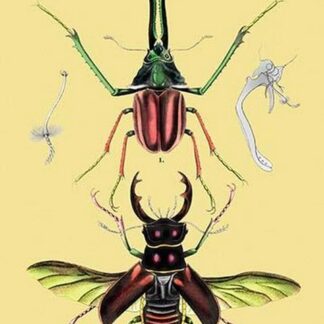 Beetles: Chiasognathus Chiloensis and Lucanus Cervus #2 by Sir William Jardine