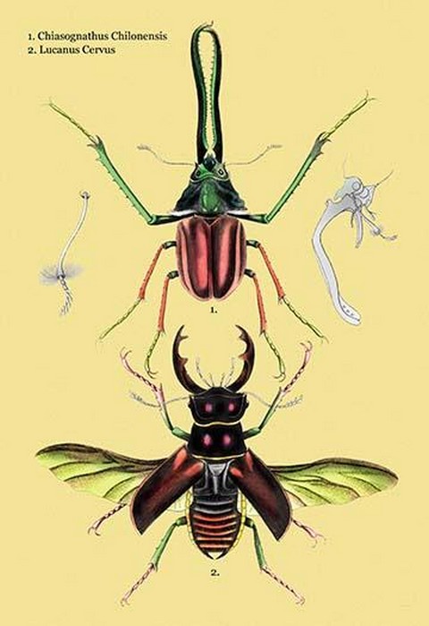 Beetles: Chiasognathus Chiloensis and Lucanus Cervus #2 by Sir William Jardine