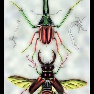 Beetles: Chiasognathus Chiloensis and Lucanus Cervus by Sir William Jardine