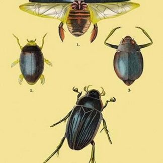 Beetles: Dytiscus Dimidiatus