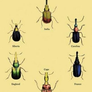 Beetles From Around the World #2 by Sir William Jardine