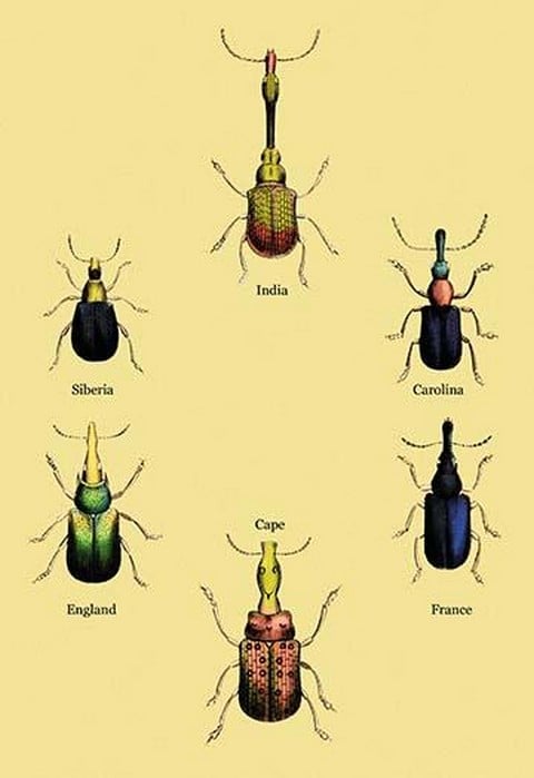 Beetles From Around the World #2 by Sir William Jardine