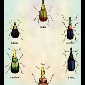 Beetles From Around the World by Sir William Jardine