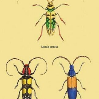 Beetles: Lamia Ornata