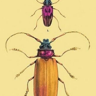 Beetles: Prianus Corticinus and Lanhonocerus Harbicarnis #2 by Sir William Jardine