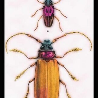 Beetles: Prianus Corticinus and Lanhonocerus Harbicarnis by Sir William Jardine