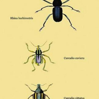 Beetles: Rhina Barbirostris