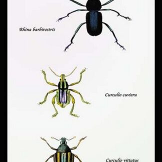 Beetles: Rhina Barbirostris