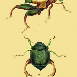 Beetles: Scarabaeus Macropus and Chrysophora Chrysochlora #2 by Sir William Jardine