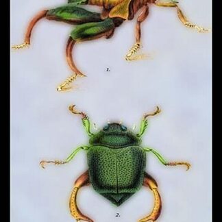 Beetles: Scarabaeus Macropus and Chrysophora Chrysochlora by Sir William Jardine
