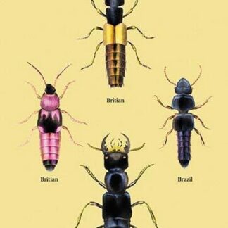 Beetles from Britain