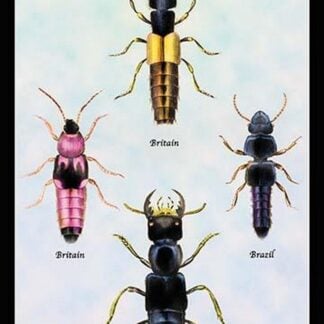 Beetles from Britain