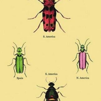 Beetles from North and South America and Spain #2 by Sir William Jardine