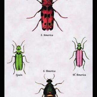 Beetles from North and South America and Spain by Sir William Jardine