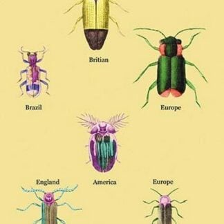Beetles of America