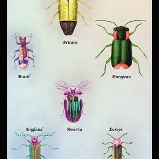 Beetles of America