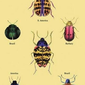 Beetles of Barbary and the Americas #2 by Sir William Jardine