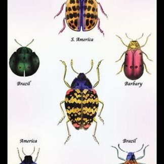 Beetles of Barbary and the Americas by Sir William Jardine