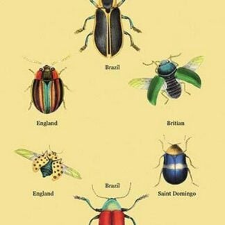 Beetles of Brazil