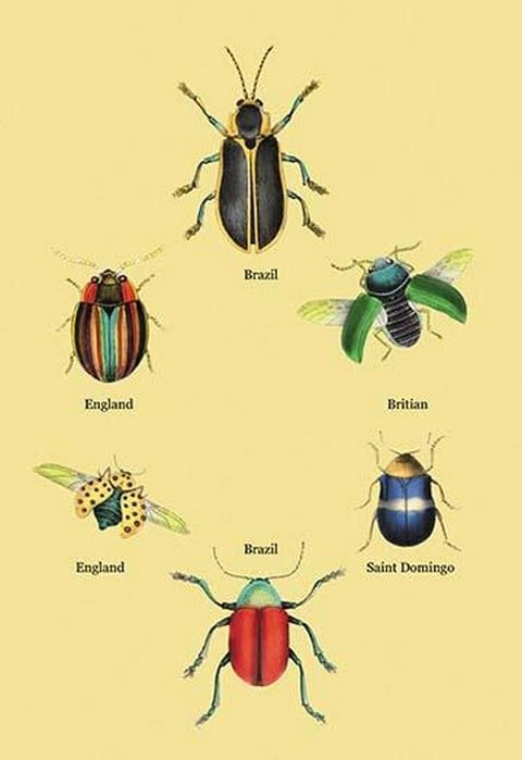 Beetles of Brazil