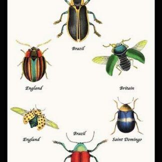 Beetles of Brazil