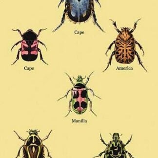 Beetles of Cape