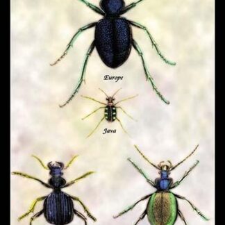 Beetles of Java