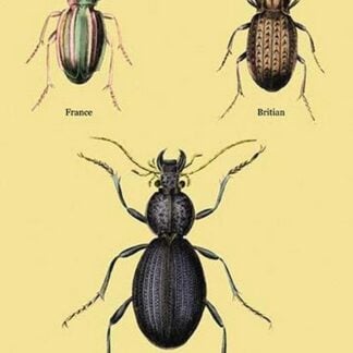 Beetles of Senegal